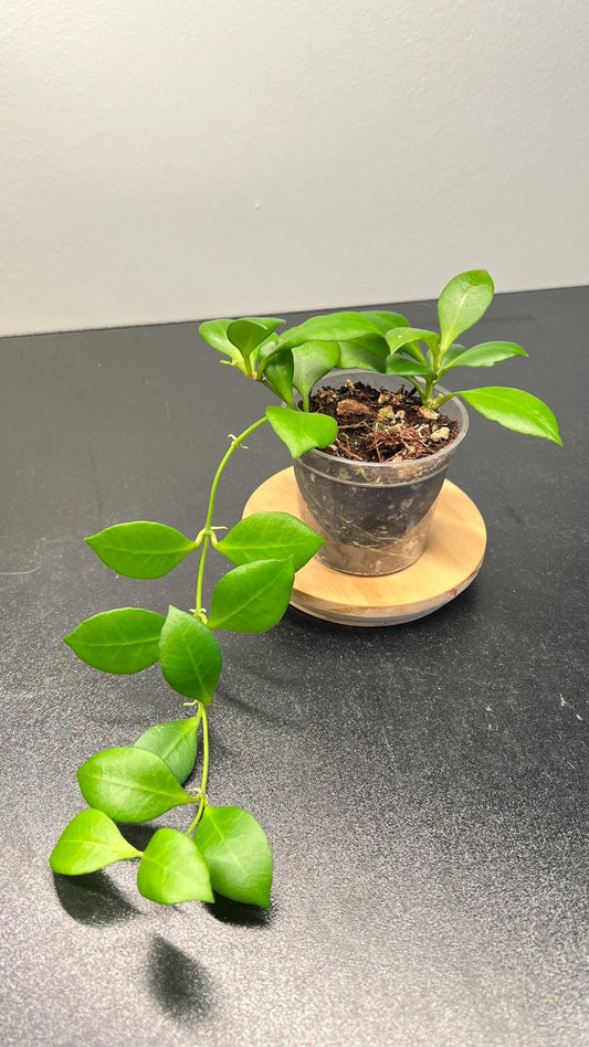 Hoya Heuschkeliana Pink Indoor Plant