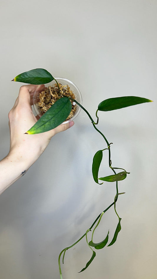 Epipremnum Skeleton Key Indoor Plant