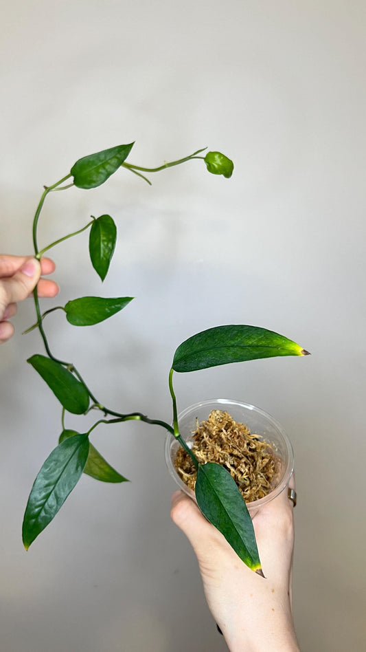 Epipremnum Skeleton Key Indoor Plant