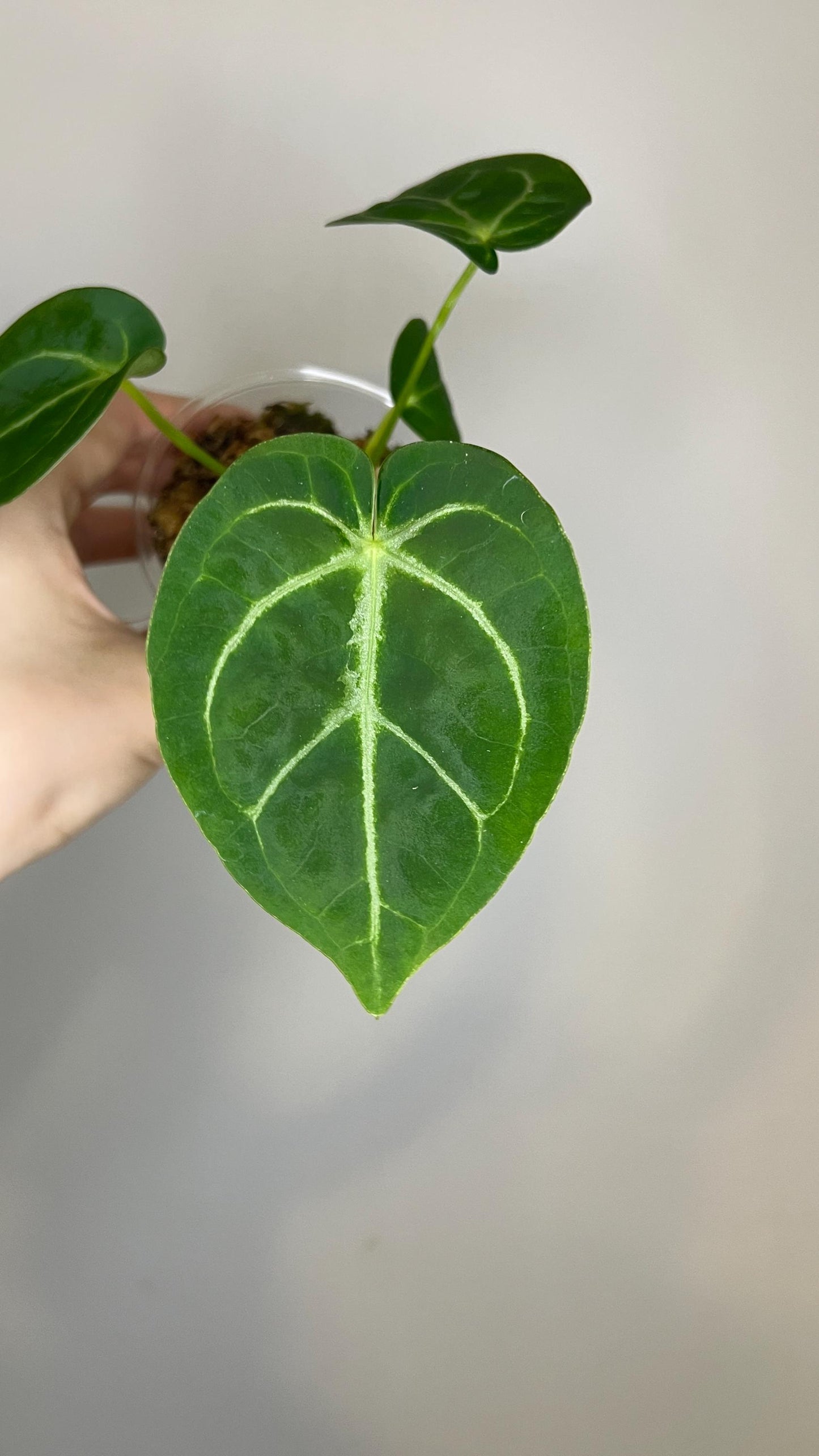 Anthurium Magnificum x Silver Blush Hybrid Indoor Plant