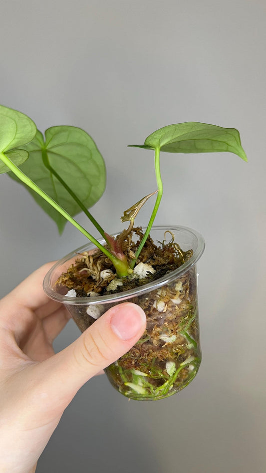 Anthurium Magnificum x Silver Blush Hybrid Indoor Plant