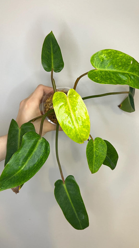 Philodendron Painted Lady Indoor Plant