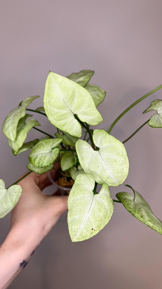 Syngonium Moonshine Indoor Plant