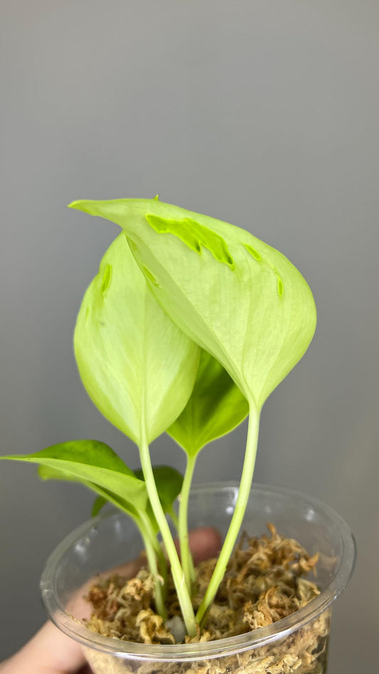 Teruno Champs-Elysées Indoor Plant