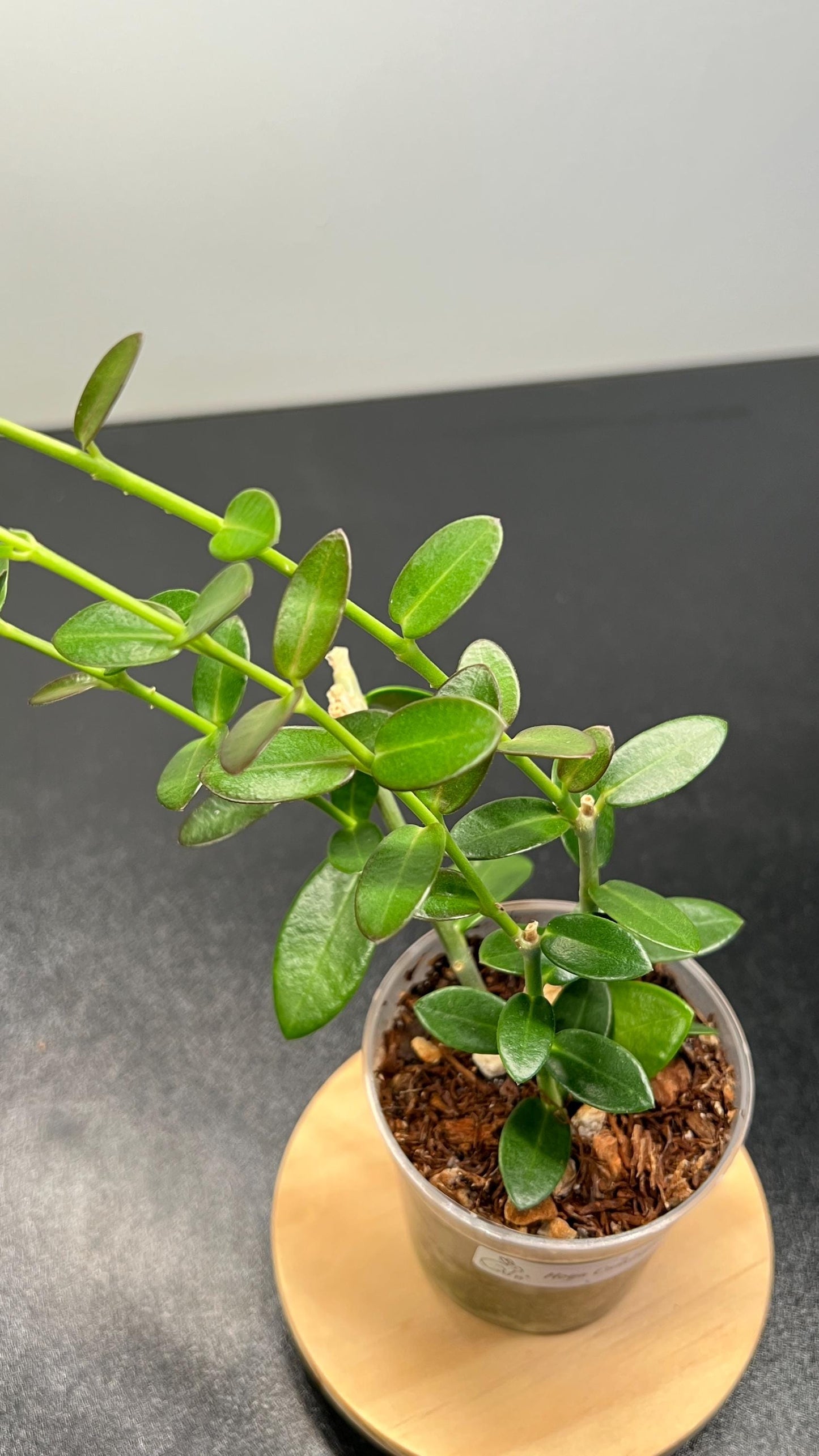 Hoya Cumingiana Indoor Plant