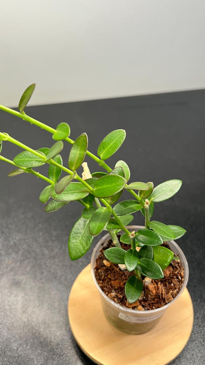 Hoya Cumingiana Indoor Plant