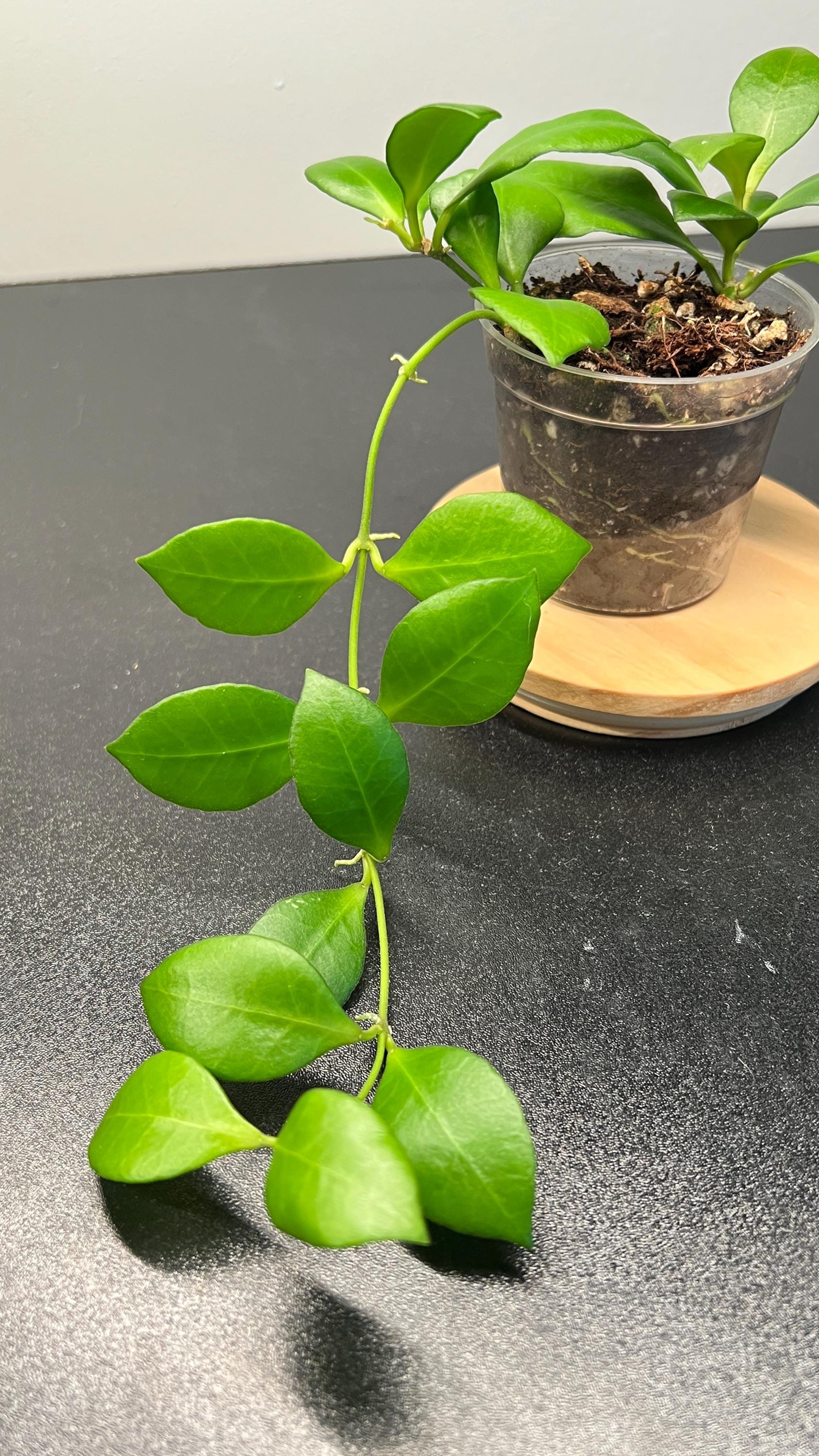 Hoya Heuschkeliana Pink Indoor Plant