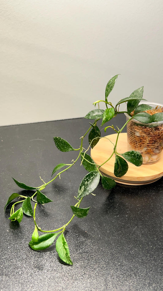 Hoya Lacunosa Louisa's Silver Indoor Plant