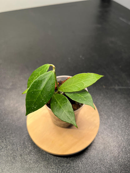 Hoya Rebecca Indoor Plant