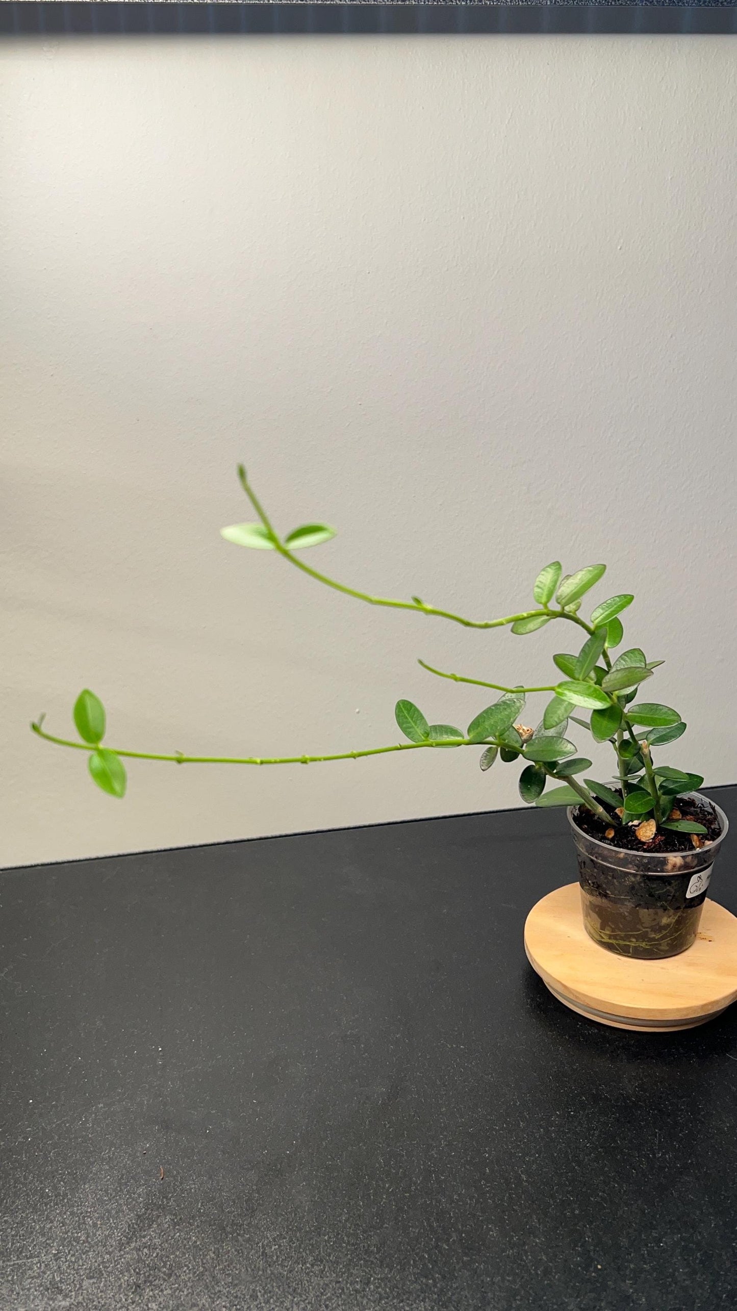 Hoya Cumingiana Indoor Plant