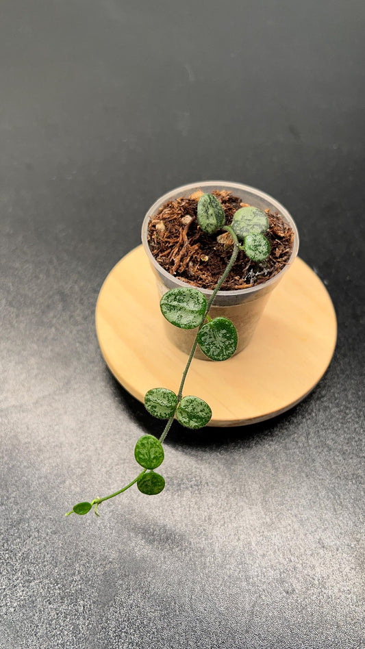 Hoya Serpens Silver Splash Indoor Plant