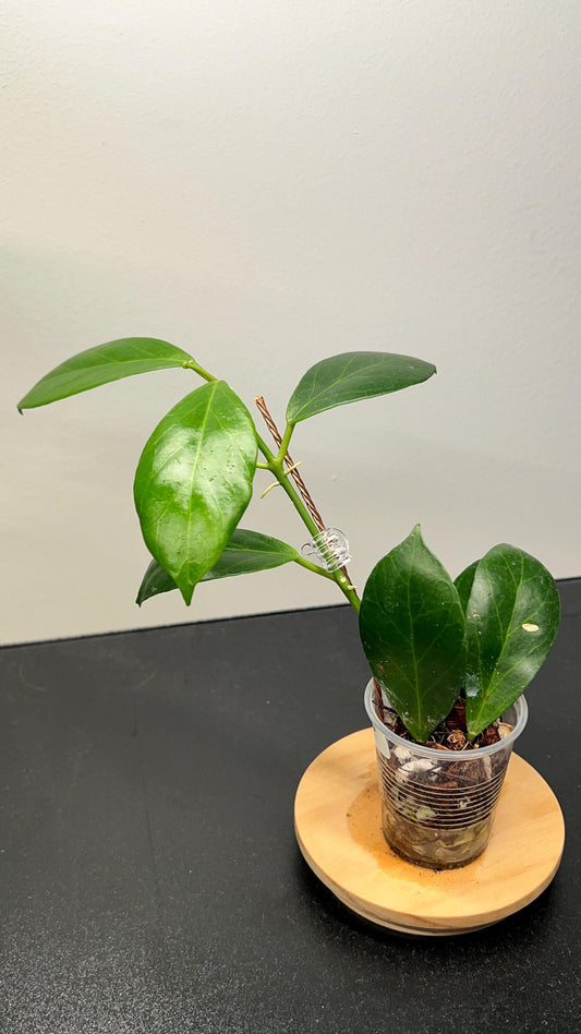 Hoya Obscura Indoor Plant