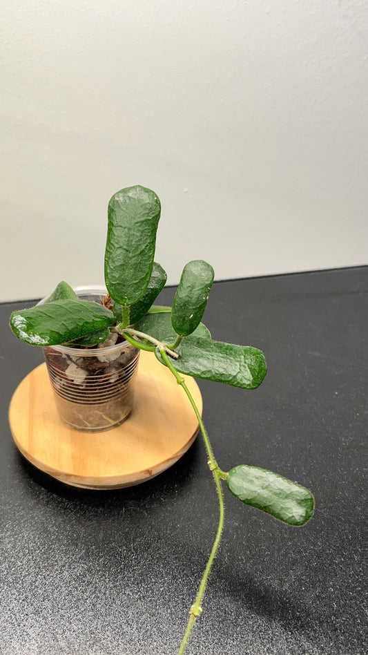 Hoya Rotundiflora Indoor Plant