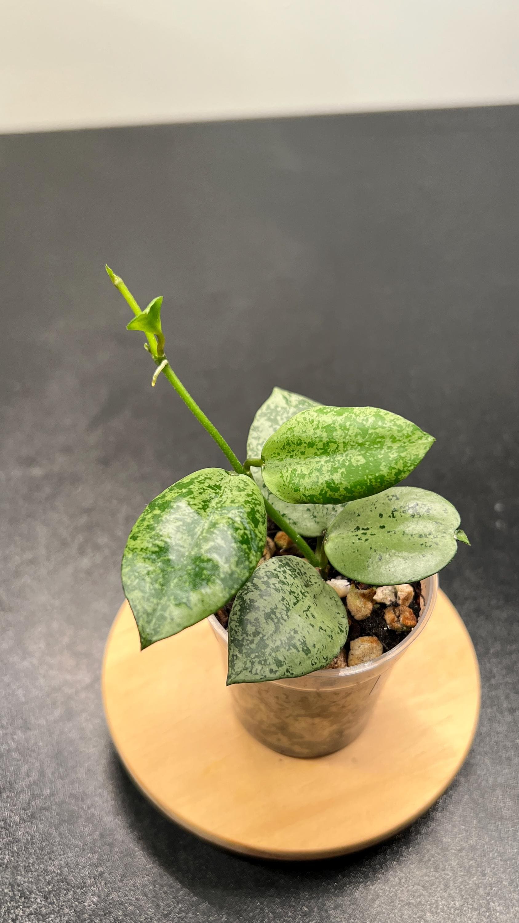 Hoya Lacunosa Lime Coin Indoor Plant
