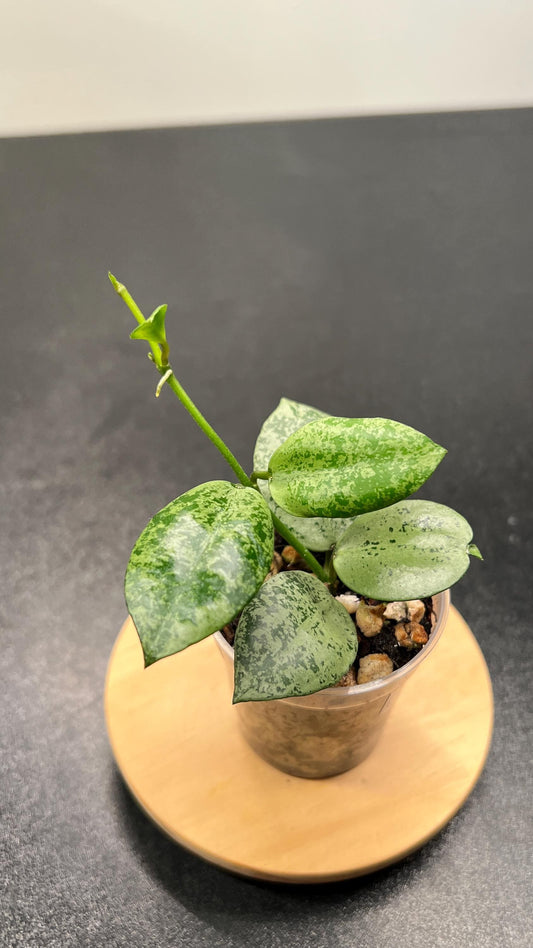 Hoya Lacunosa Lime Coin Indoor Plant