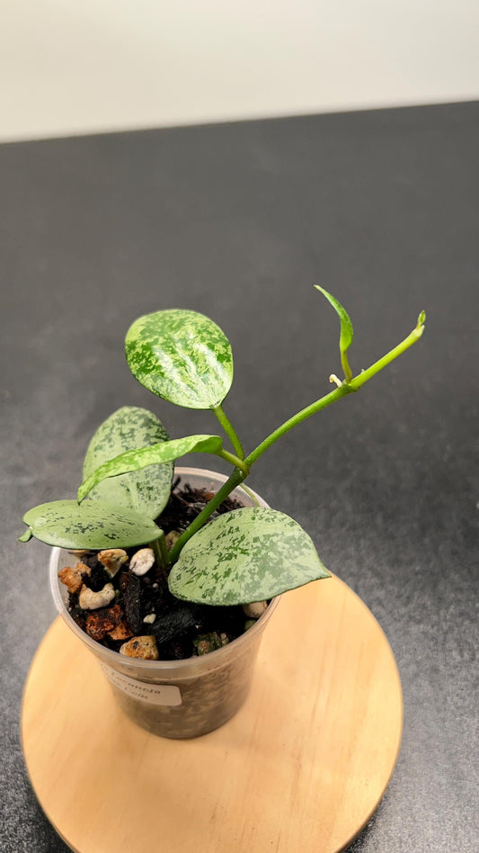 Hoya Lacunosa Lime Coin Indoor Plant