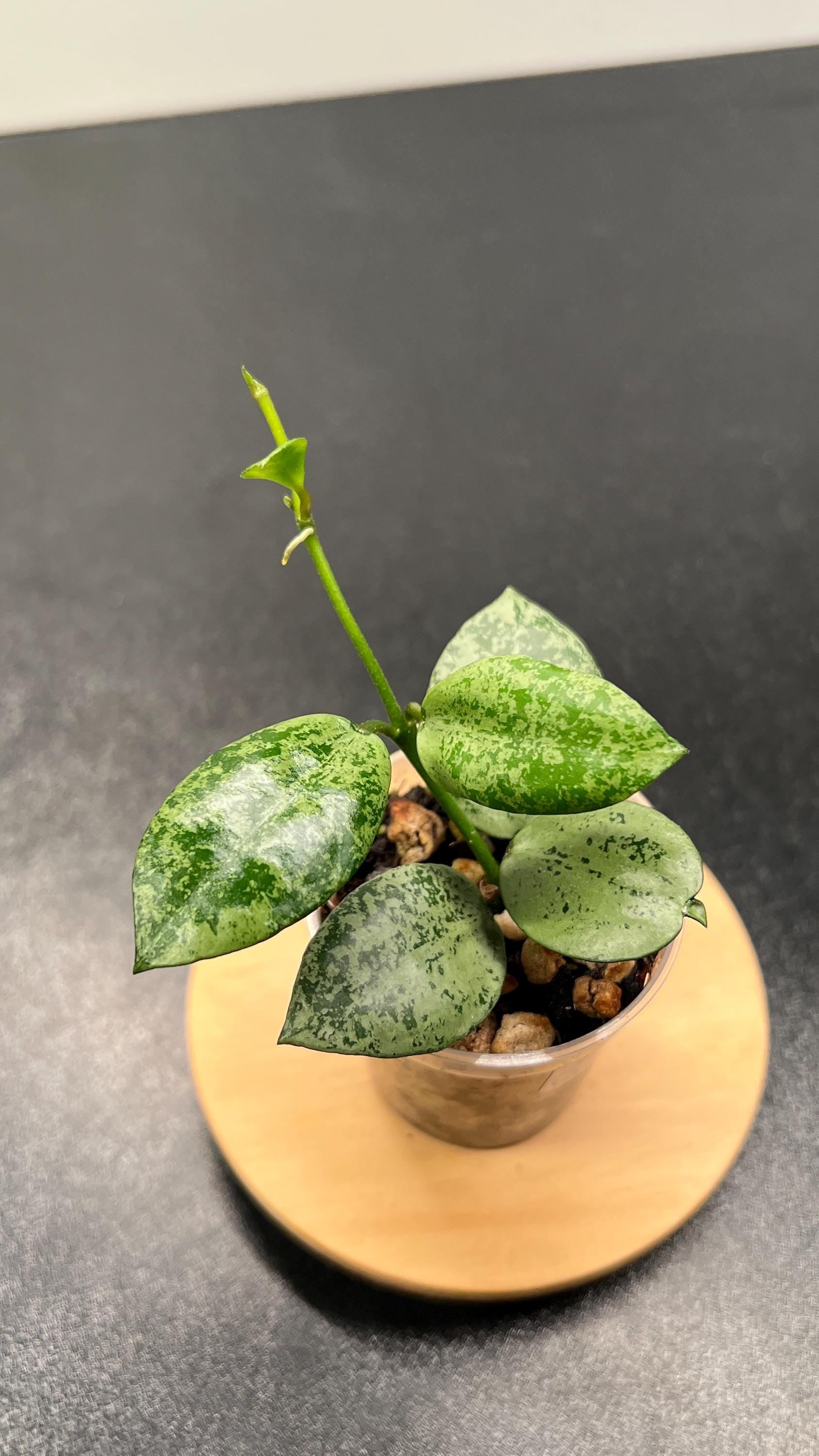 Hoya Lacunosa Lime Coin Indoor Plant