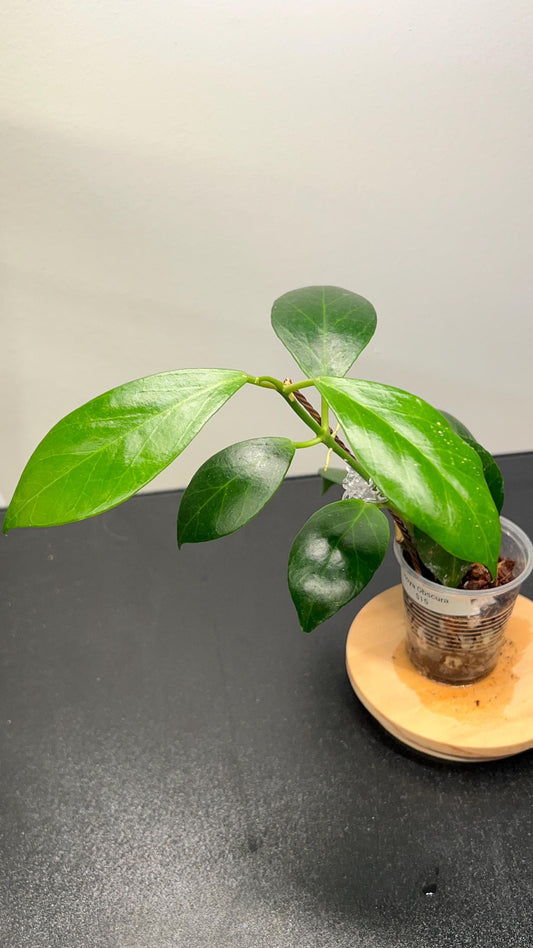 Hoya Obscura Indoor Plant