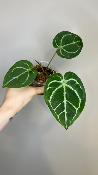 Anthurium Magnificum x Silver Blush Hybrid Indoor Plant