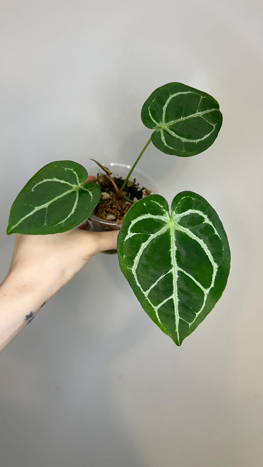 Anthurium Magnificum x Silver Blush Hybrid Indoor Plant