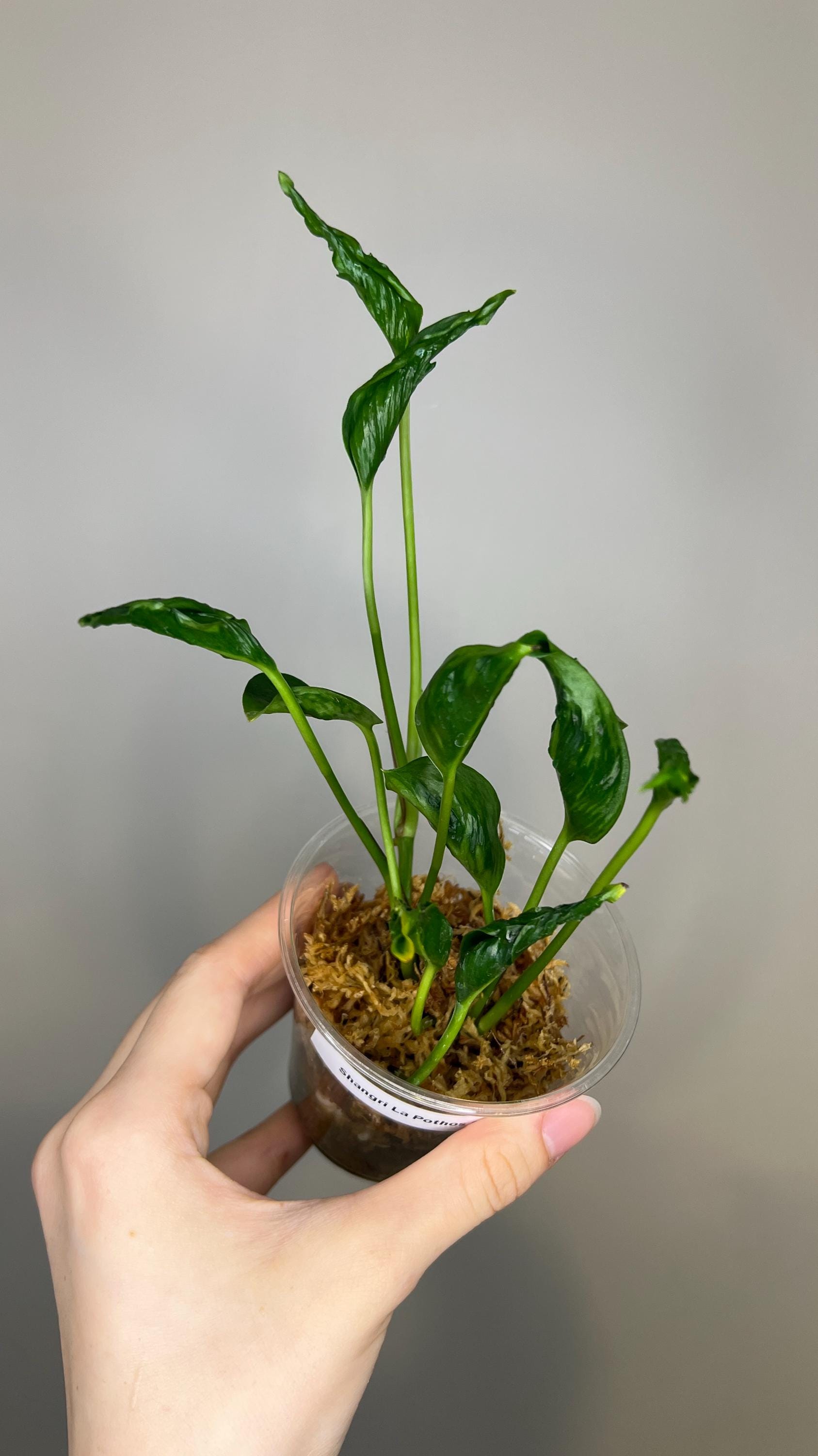 Shangri La Pothos Indoor Plant