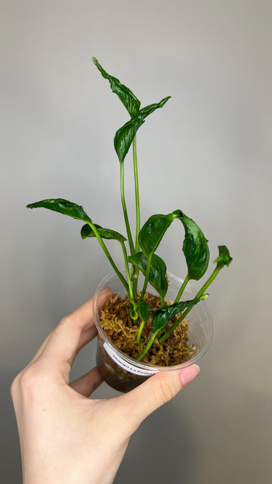 Shangri La Pothos Indoor Plant