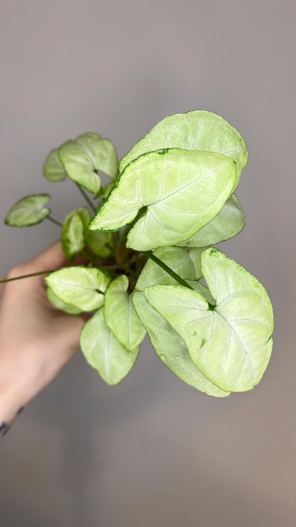 Syngonium Moonshine Indoor Plant