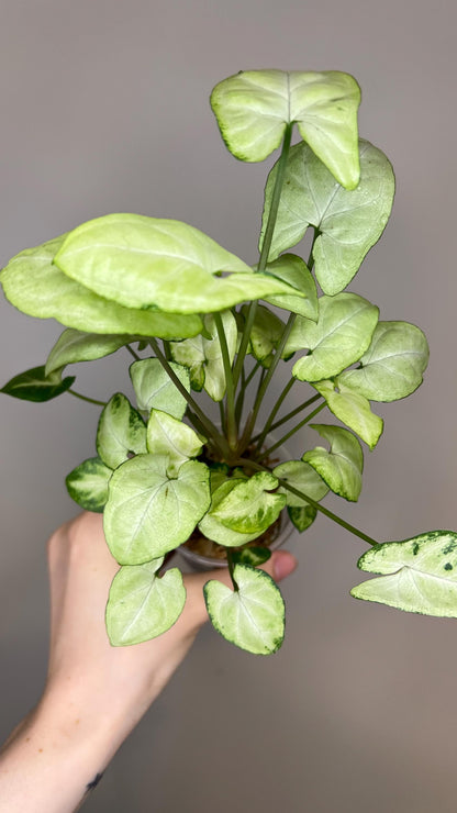 Syngonium Moonshine Indoor Plant