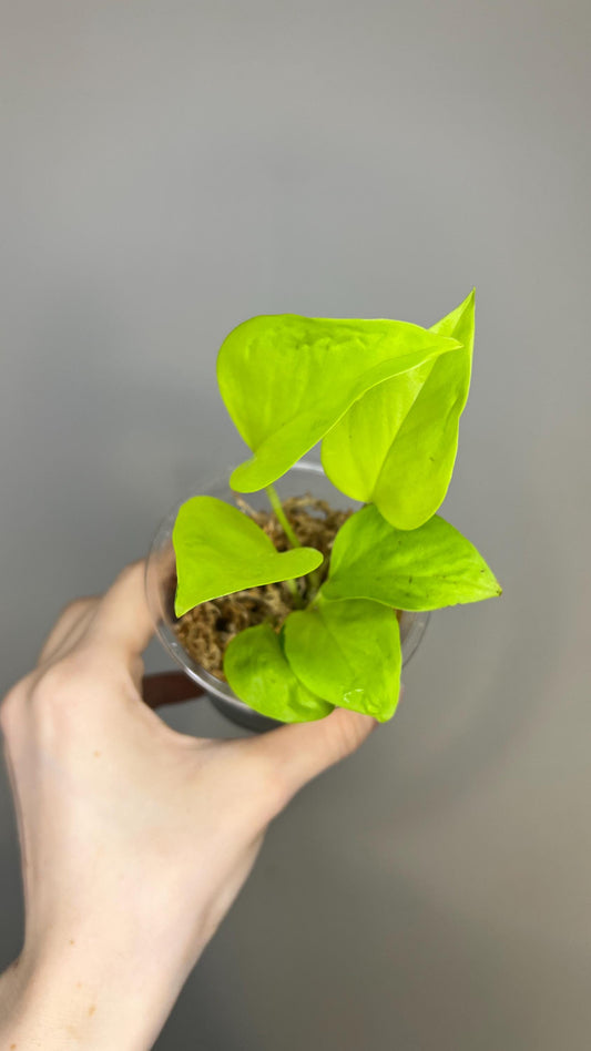 Teruno Champs-Elysées Indoor Plant