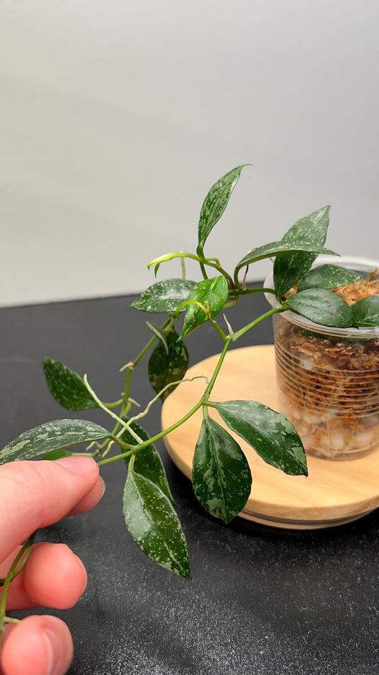 Hoya Lacunosa Louisa's Silver Indoor Plant