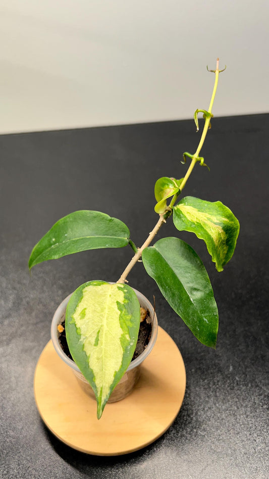 Hoya Kenejiana Variegated Indoor Plant