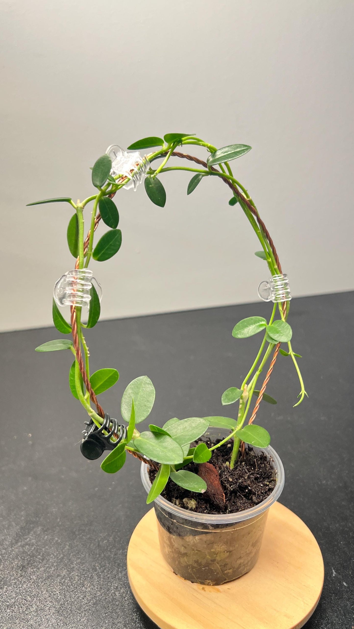 Hoya Cumingiana Indoor Plant
