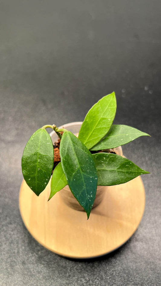 Hoya Rebecca Indoor Plant