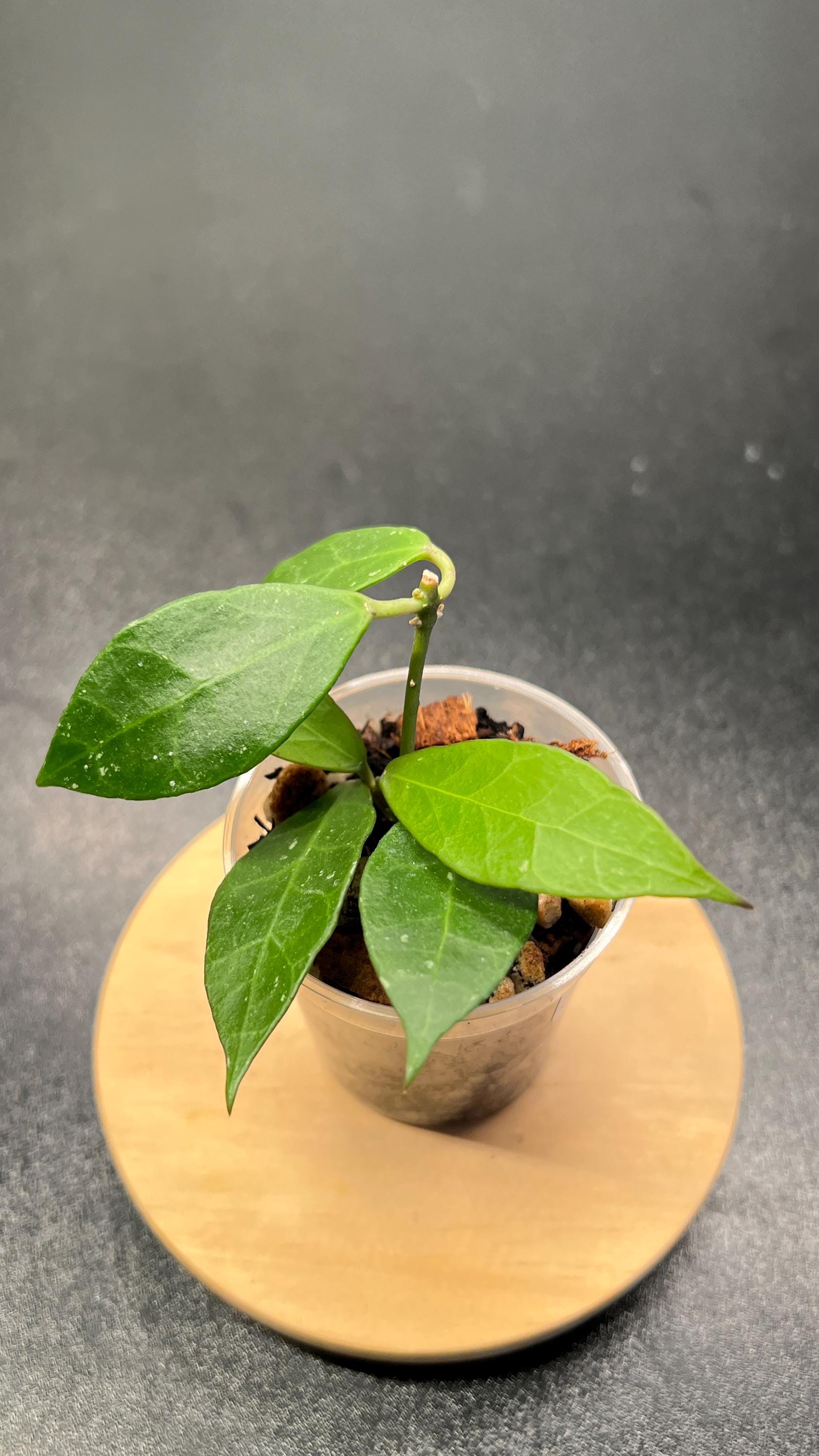Hoya Rebecca Indoor Plant