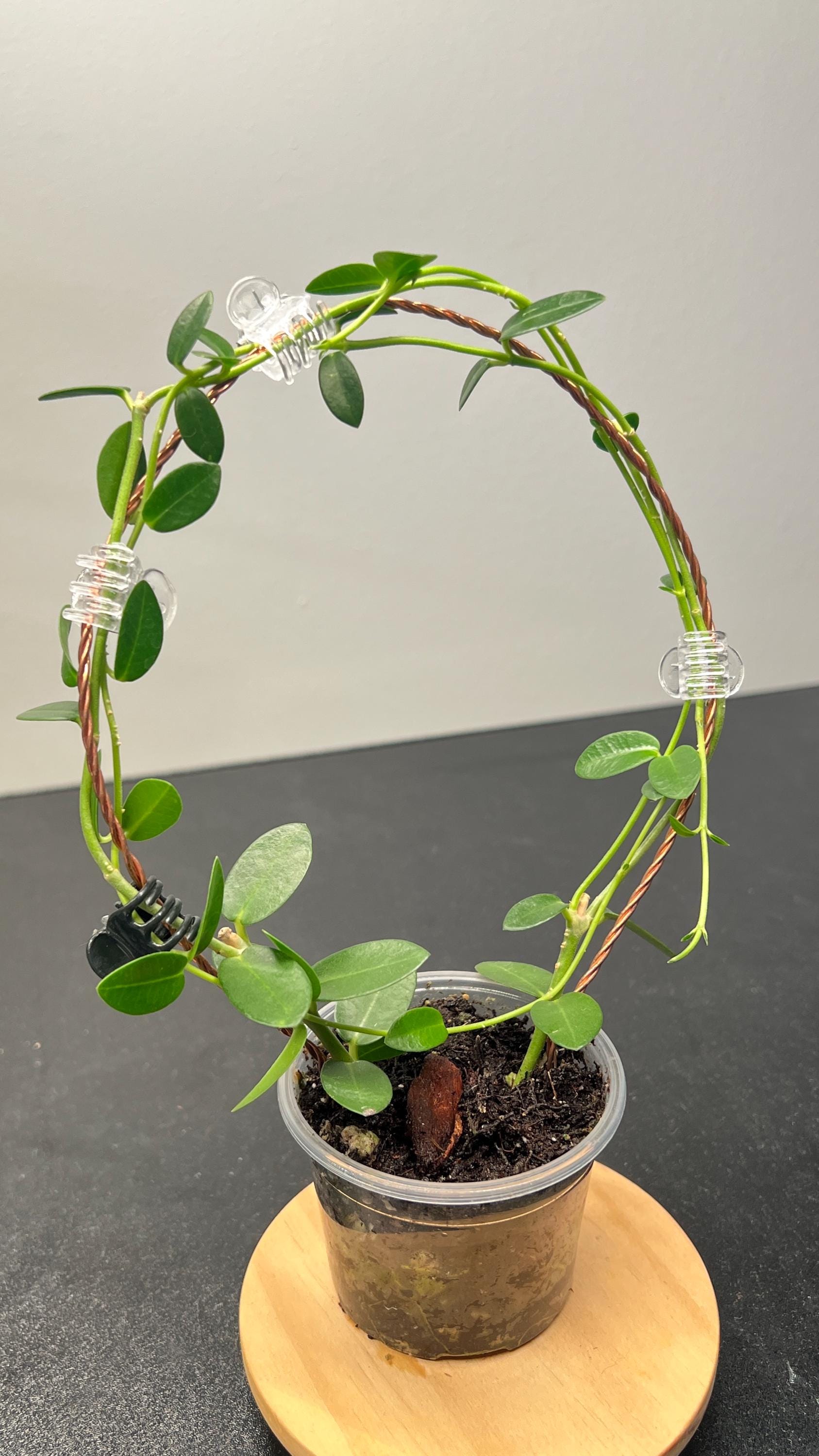 Hoya Cumingiana Indoor Plant