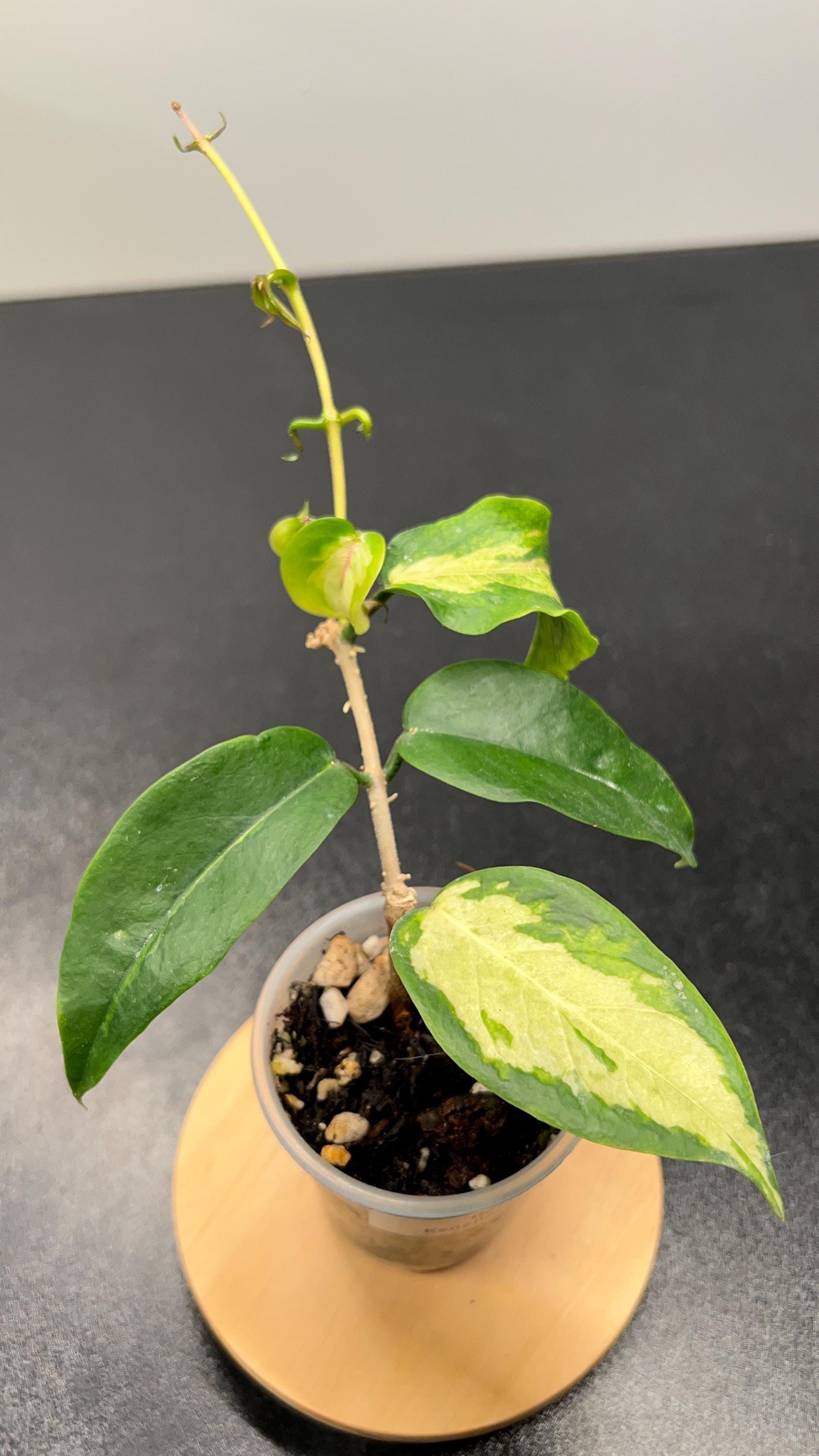 Hoya Kenejiana Variegated Indoor Plant