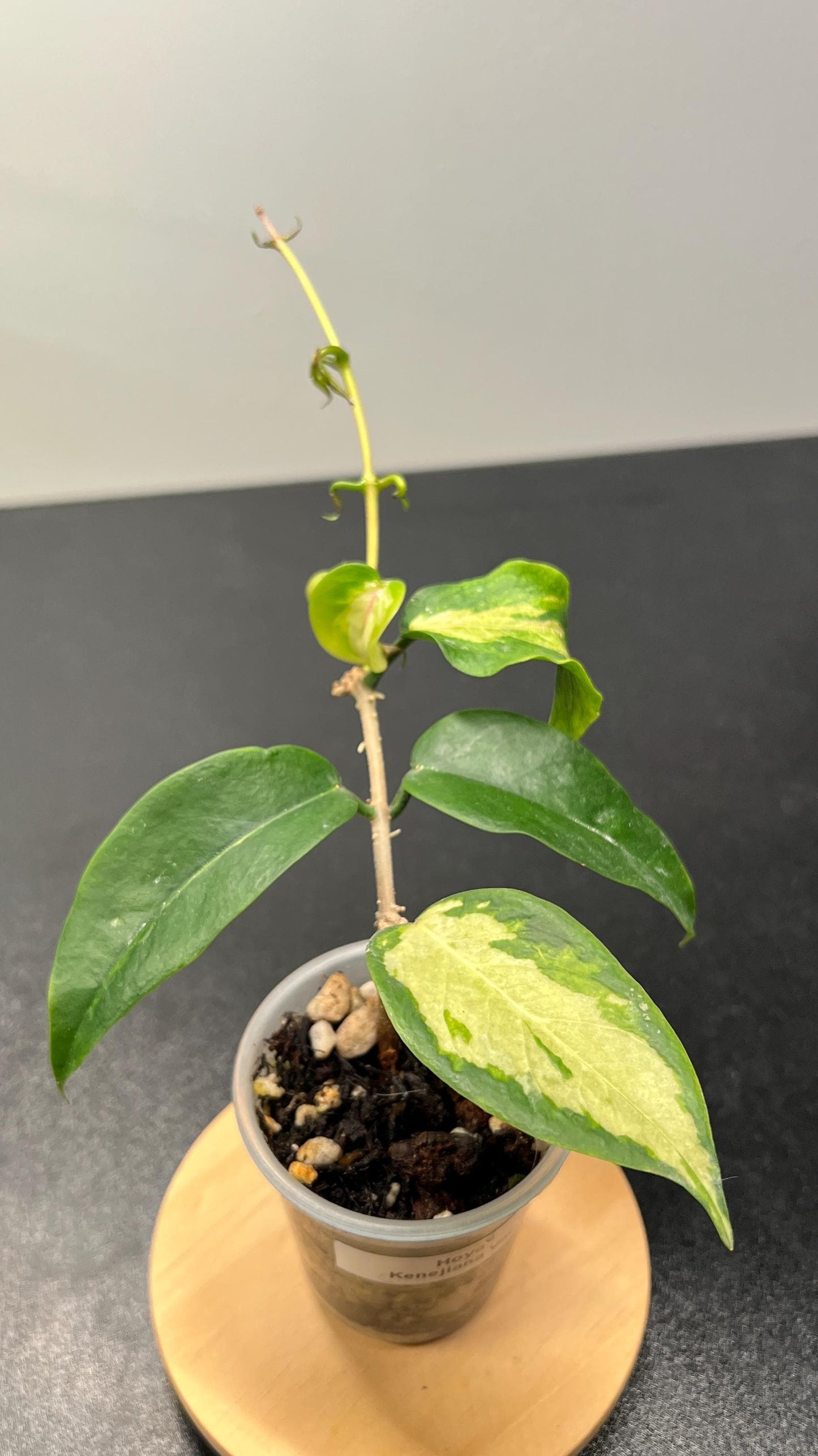 Hoya Kenejiana Variegated Indoor Plant