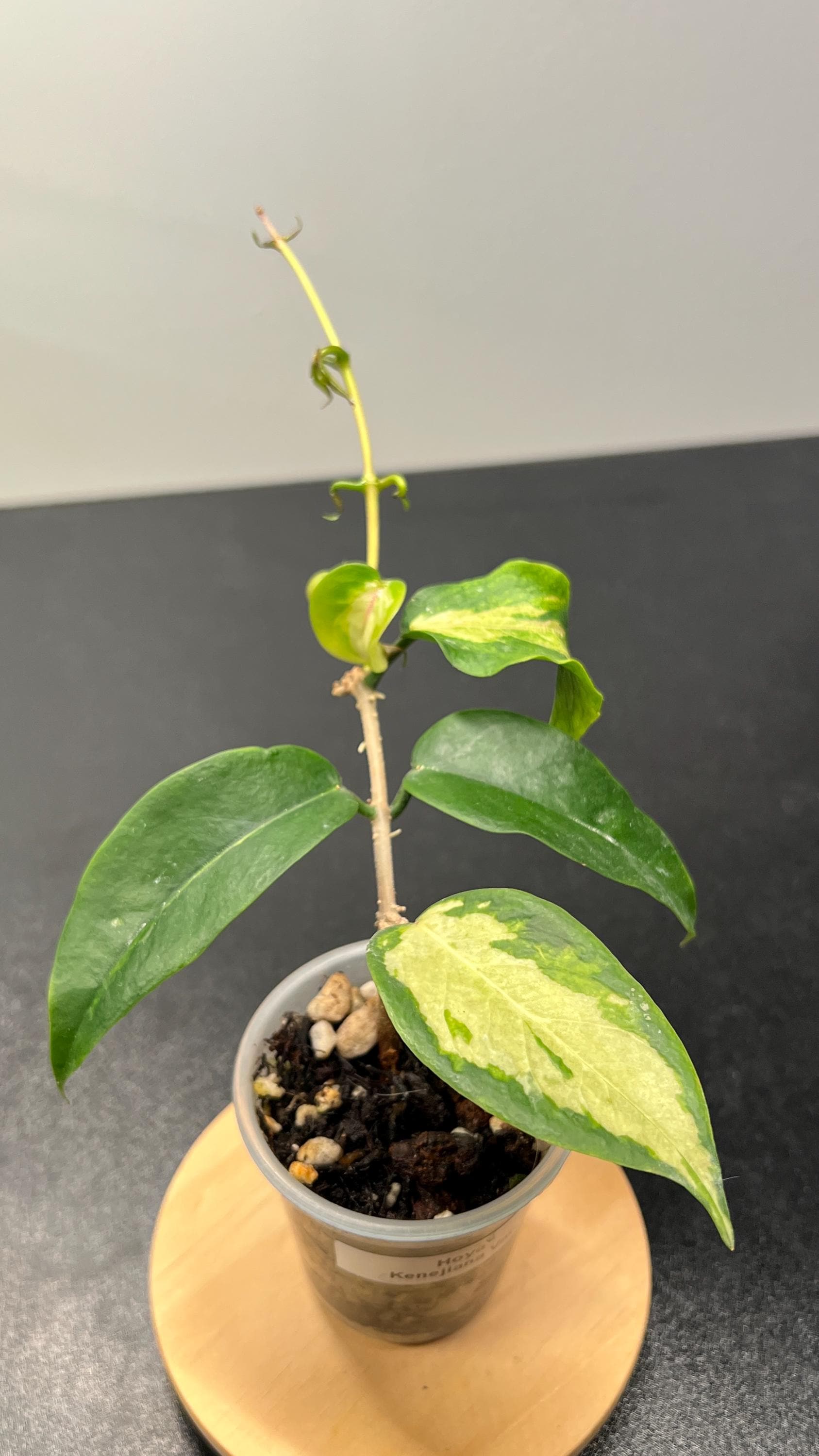 Hoya Kenejiana Variegated Indoor Plant