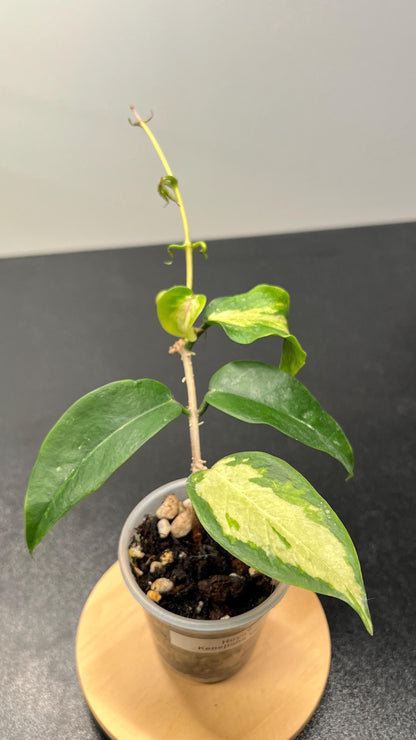 Hoya Kenejiana Variegated Indoor Plant