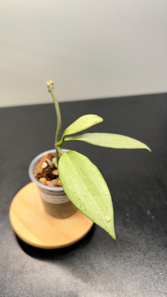 Hoya Nicholsoniae New Guinea Ghost 'NGG' Indoor Plant