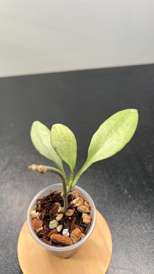 Hoya Nicholsoniae New Guinea Ghost 'NGG' Indoor Plant