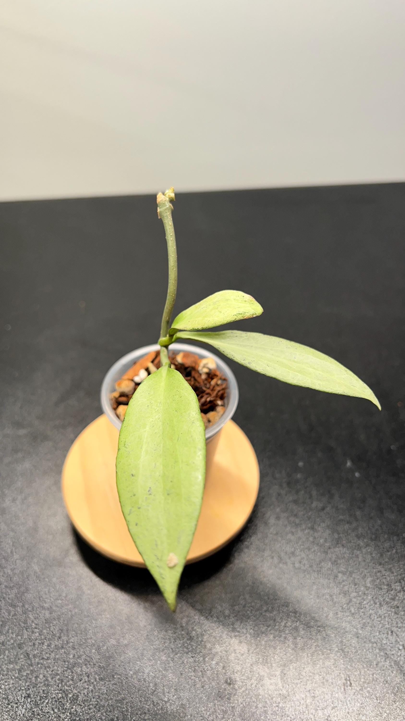 Hoya Nicholsoniae New Guinea Ghost 'NGG' Indoor Plant