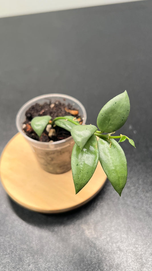 Hoya Lacunosa Moonshine Indoor Plant