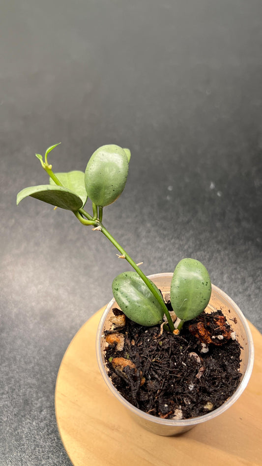 Hoya Lacunosa Moonshine Indoor Plant