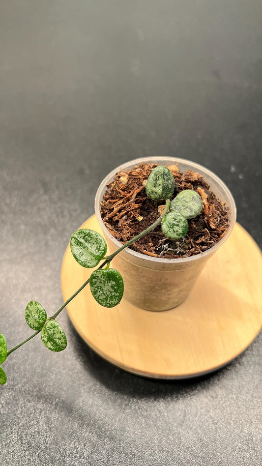 Hoya Serpens Silver Splash Indoor Plant