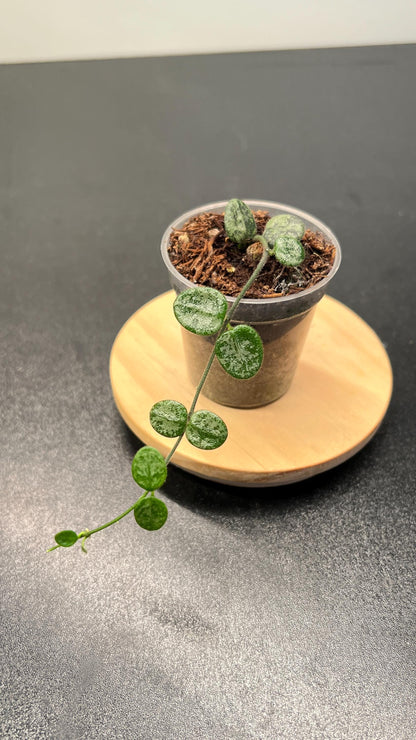 Hoya Serpens Silver Splash Indoor Plant