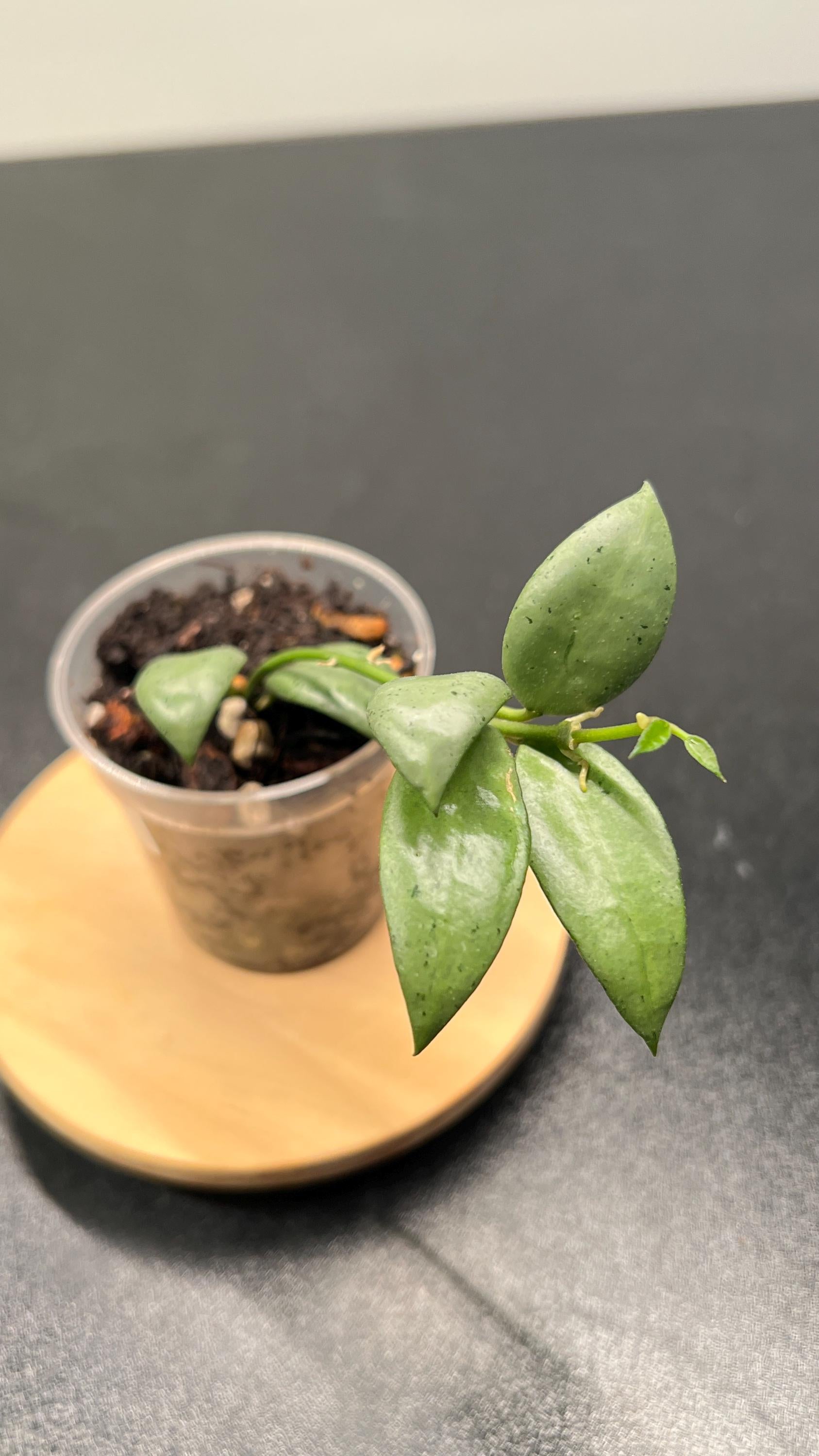 Hoya Lacunosa Moonshine Indoor Plant