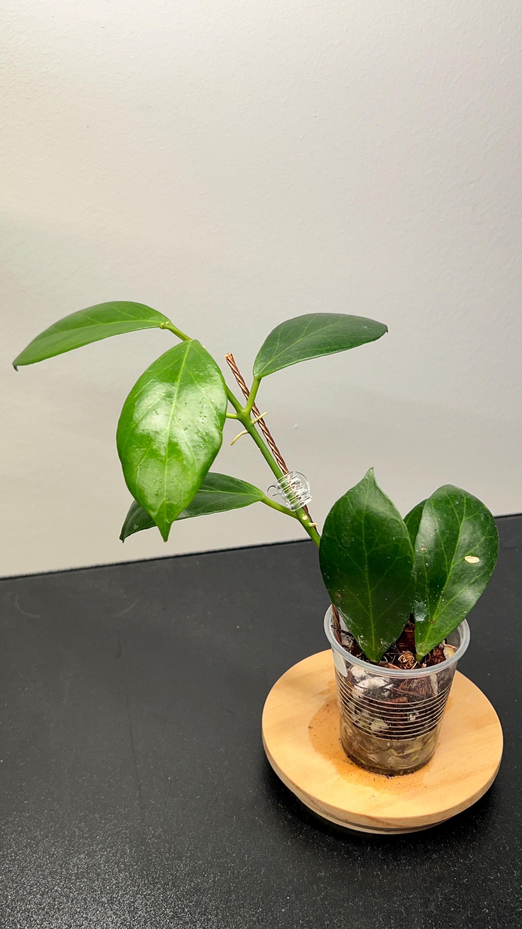 Hoya Obscura Indoor Plant
