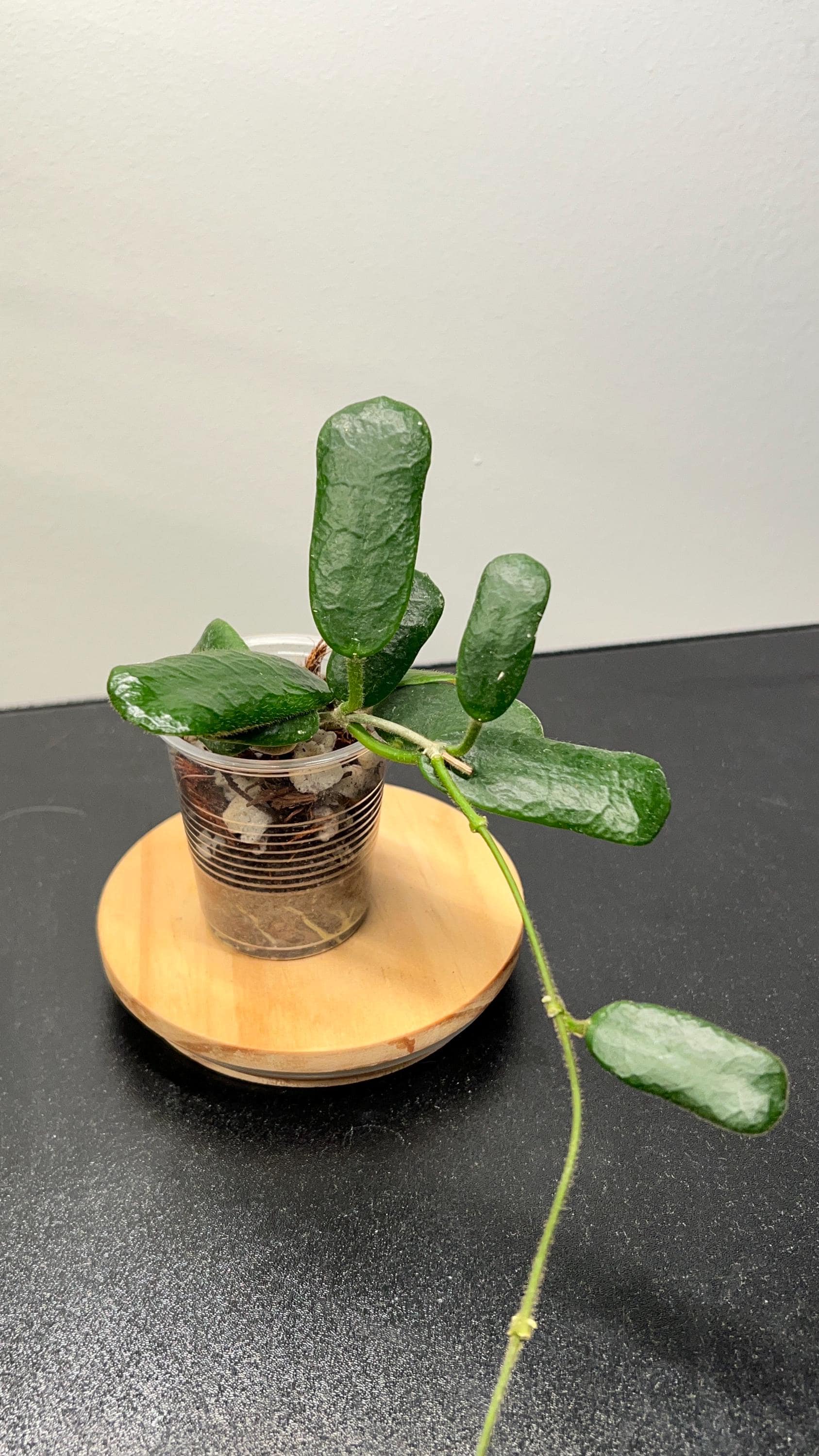 Hoya Rotundiflora Indoor Plant