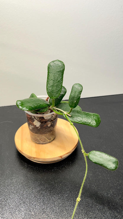 Hoya Rotundiflora Indoor Plant